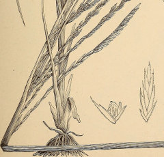 Diplachne fusca subsp. fascicularis Bearded sprangletop